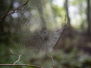 spiderweb in the fog in forest