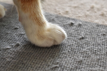 Cat paw on the rug.  Cat standing on the rug or car pet at home.  The photo can be used for the concept of how to stop cats scratching the rug or carpet or how to remove pet hair. 