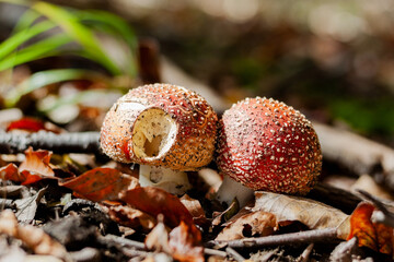 jesień las grzyb muchomor kolor jesień czerwone kapelusze - obrazy, fototapety, plakaty