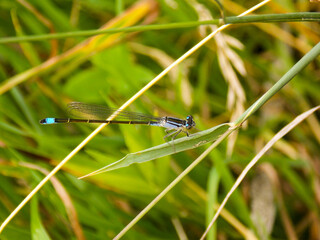 Yellow dragonfly in close-up. Insect