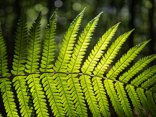 fern leaves in forest in sunshine.