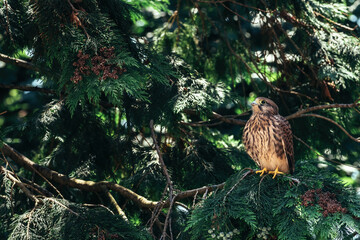 Young common kestrel bird on tree branch