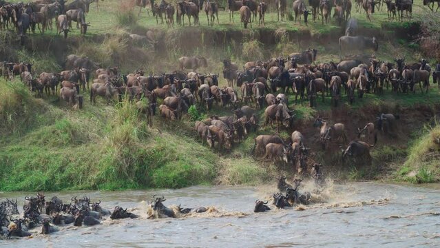 Wildebeest migration across the Mara river in the Serengeti National Park, Tanzania