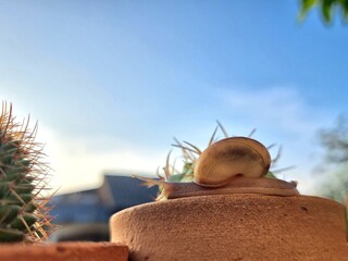 A snail climbs on the thorns of a cactus.