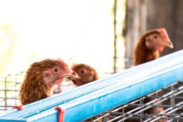 Hen is eating the water in agriculture farm for egg gathering