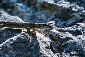 lizard on the rocks