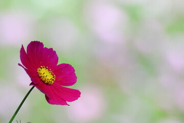 Obraz premium 秋風に揺れて咲く