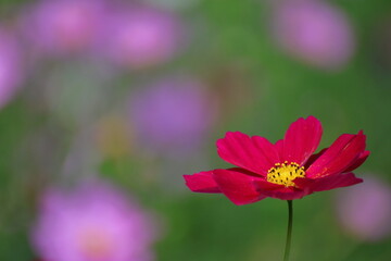 Fototapeta premium 秋風に揺れて咲く