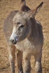 Shaggy Wild Baby Donkey with Long Fur