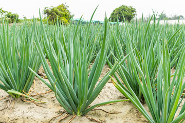 Close-up of green onion growing on farmland in Yunlin, Taiwan.