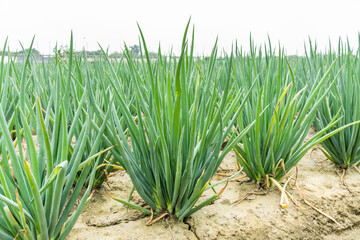 Close-up of green onion growing on farmland in Yunlin, Taiwan.