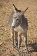 Tiny Gray Wild Baby Donkey in a Desert