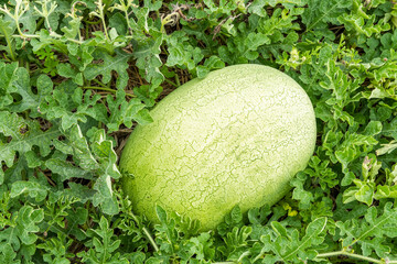 Close-up of watermelons growing in farmland in Yunlin, Taiwan.