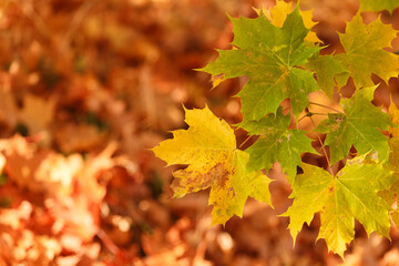 autumn leaves background