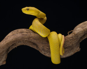 close up of a snake