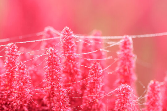 Vibrant Amaranth plant in full bloom cultivated for leaf vegetables, cereals and decoration
