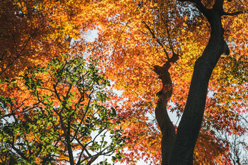木漏れ日に輝く幻想的な紅葉