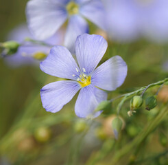 Flowers of common flax, Linum usitatissimum, blooming in a field