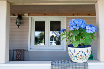 Blue hydrangea flower on the terrace, space for text