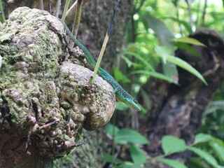Anolis