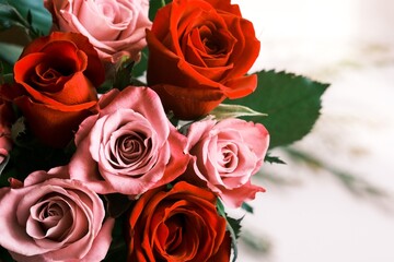 赤とピンク色のバラ