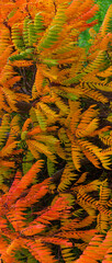 Cover page with beautiful temperate forest leaves like fern in golden Autumn colors resembling fire...