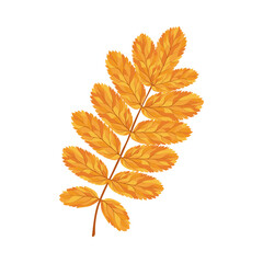 Autumn Rowan Leaf