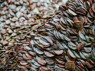 Pennies in tree