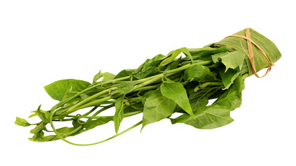 Gymnema inodorum branch green leaves isolated on white background.