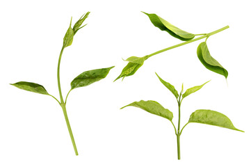 Gymnema inodorum branch green leaves isolated on white background.