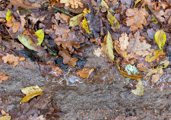 Fallen autumn yellow and brown leaves on blurred background of wet ground
