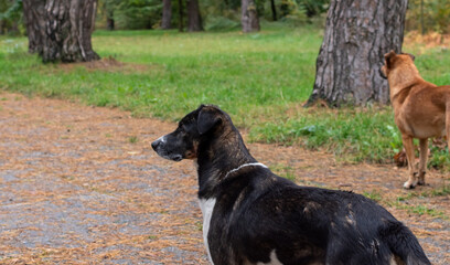 Large homeless stray dogs looking wary in the park area