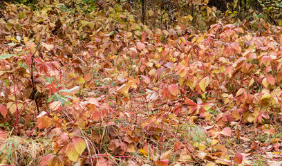 Red and yellow leaves of climbing shrub close-up in autumn forest