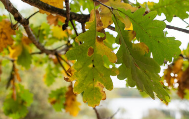 Fototapeta premium Yellowing withering oak leaf close-up on blurred background of autumn leaves in sunlight in autumn