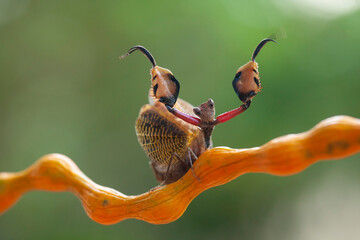 Spesies Mantis in Nature Place © abdul gapur dayak