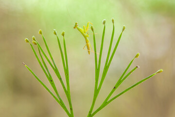 Spesies Mantis in Nature Place