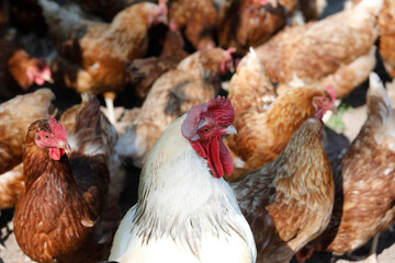 Happy white rooster with many chickens.