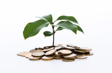 Green plant growth from coins on white background