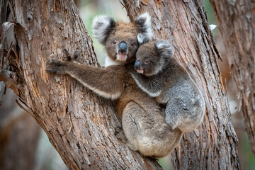 Koala with Joey - 535806081