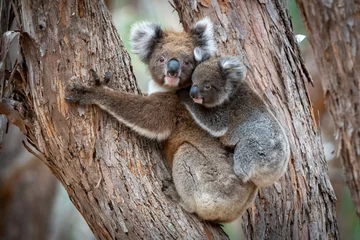 Raamstickers Koala with Joey © George