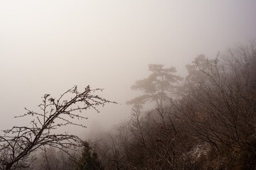 Sunlight falls into misty forest