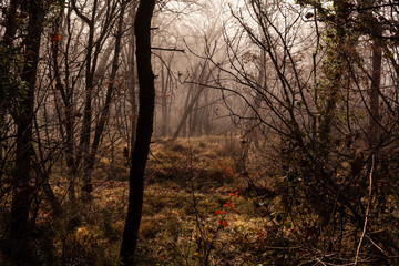 Fototapeta premium Sunlight falls into misty forest