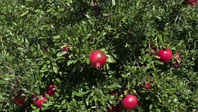 zooming out of a ripe pomegranate to a wide shot of one of the green bushes on which the red fruits ripen