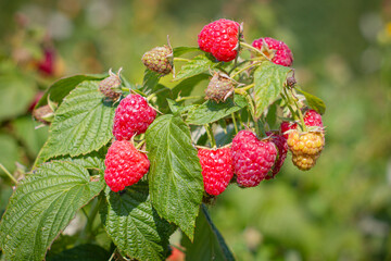 Zbiory malin, maliny rosnące na krzewie | Raspberry harvest, masberries growing on a bush	 - obrazy, fototapety, plakaty