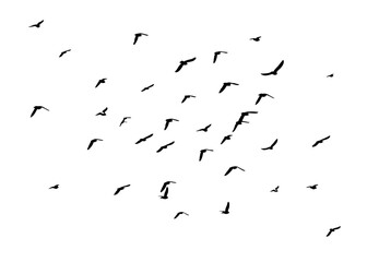 A flock of flying birds. Free birds. Vector illustration