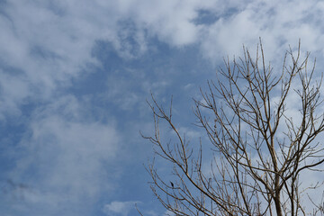 The silhouette of a tree without leaves on the background of a light sky with clouds 
