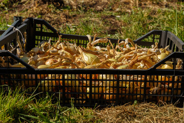 onions in a black plastic box on the grass. Harvesting onions