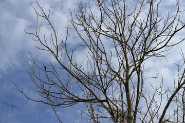 The silhouette of a tree without leaves on the background of a light sky with clouds 

