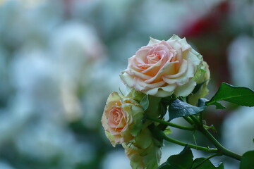 花の女王