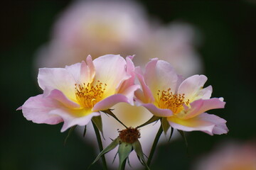 Obraz premium 花の女王